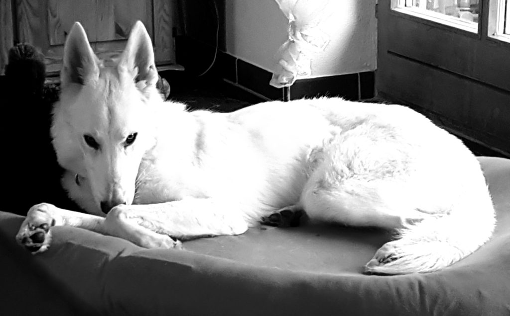 Low Content Wolfhund Sylvan Companion Dog