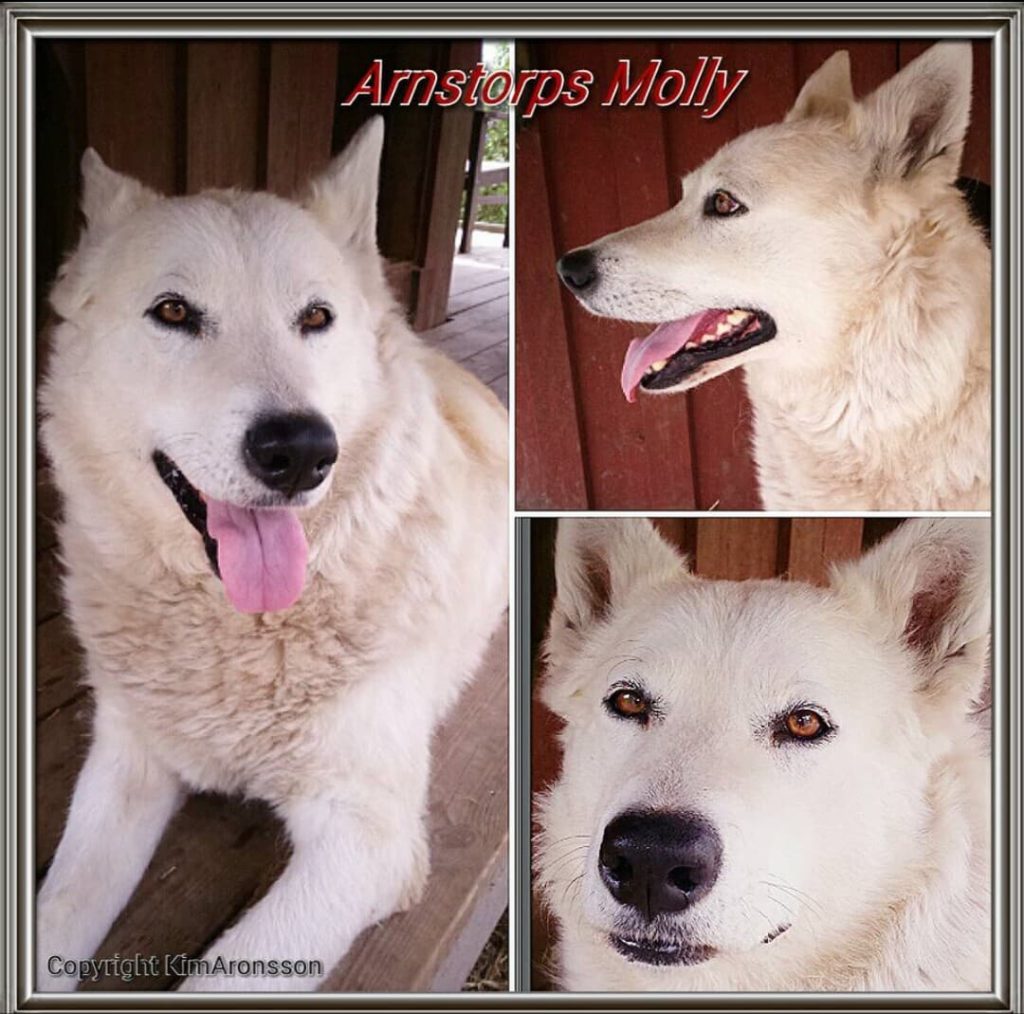 Molly