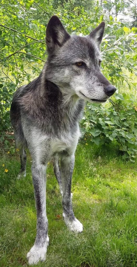Nuri Siouxtala Amerikanischer Wolfhund