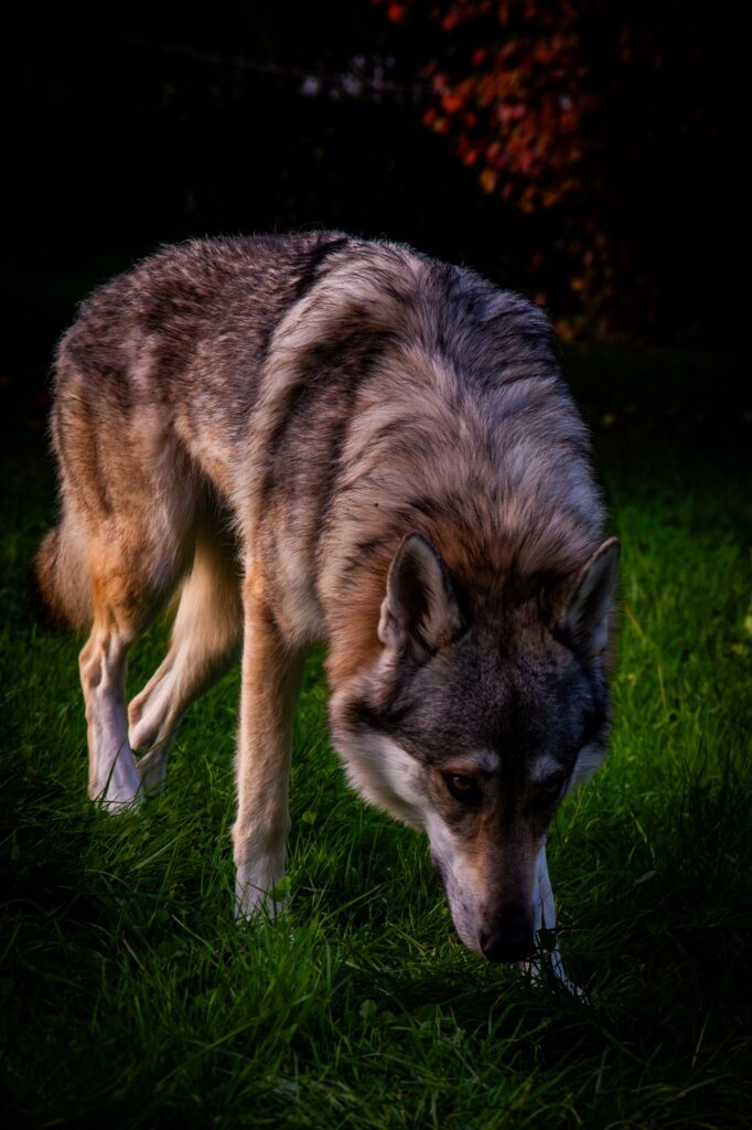 Nya 
Sylvan Companion Dog
Foto by Bastian Hlawatsch (Familienausflug Bayern)